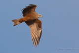 Black Kite (Milvus migrans)