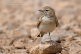 Bar-tailed Desert Lark (Ammomanes cincturus arenicolor)