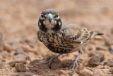 Thick-billed Lark (Ramphocoris clotbey)