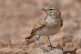 Bar-tailed Desert Lark (Ammomanes cincturus arenicolor)