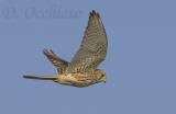 Kestrel (Falco tinnunculus)