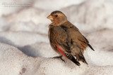 African Crimson-winged Finch (Rhodopechys alienus)