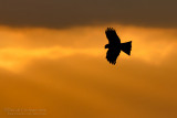 Black Kite (Nibbio bruno)