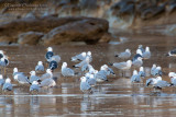 Audouins Gull (Larus audouinii)