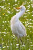 Cattle Egret (Bubulcus ibis)