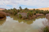 Oasis du Ziz