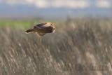 Marsh Owl (Asio capensis tingitanus)