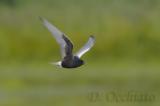 White-winged Tern - 500 f/4 IS + 1,4X