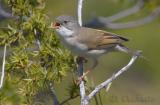 Common Whitethroat (Sylvia communis)