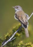 Common Whitethroat (Sylvia communis)