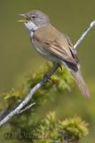 Common Whitethroat (Sylvia communis)