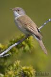 Common Whitethroat (Sylvia communis)