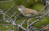 Common Whitethroat (Sylvia communis)