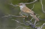 Common Whitethroat (Sylvia communis)