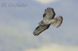 Honey Buzzard (Pernis apivorus)