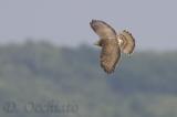 Honey Buzzard (Pernis apivorus)