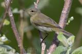 Chiffchaff (Phylloscopus collybita)