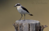 Northern Wheatear (Oenanthe oenanthe)