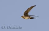 Alpine Swift (Tachymarptis melba)