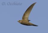 Pallid Swift (Apus pallidus brehemorum)