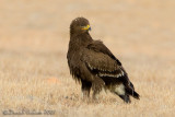 Lesser spotted Eagle (Aquila anatraia minore)