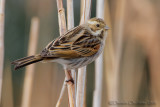 Reed Bunting (Emberiza schoeniclus)