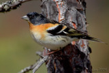 Brambling (Fringilla montifringilla)