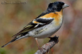 Brambling (Fringilla montifringilla)
