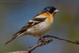 Brambling (Fringilla montifringilla)