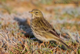 Meadow Pipit (Anthus pratensis)