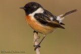 European Stonechat (Saxicola rubicola)