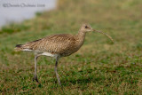 Eurasian Curlew (Numenius arquata)