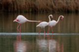 Greater Flamingo (Phoenicopterus roseus)