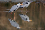 Grey Heron (Ardea cinerea)