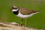 Little Ringed Plover (Charadrius dubius)