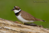 Little Ringed Plover (Charadrius dubius)