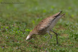 Eurasian Curlew (Numenius arquata)