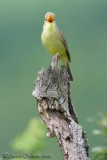 Melodious Warbler (Hippolais polyglotta)