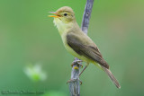 Melodious Warbler (Hippolais polyglotta)