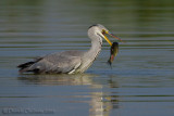 Grey Heron (Ardea cinerea)