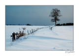 Arbre campagne hiver.jpg