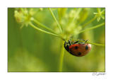 Coccinelle fond vert.jpg