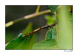 insecte vert turquoise.jpg