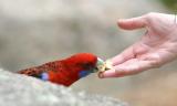 Crimson Rosella 3