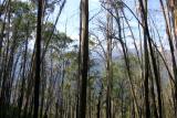 Alpine National Park