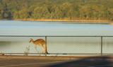 Kangaroo @ Sugerloaf Reservoir 2