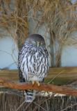 Barking Owl 2