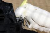 White Sulphur Crested Cockatoo