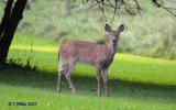 Whitetail Deer