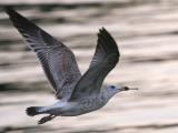 Glaucous Gull